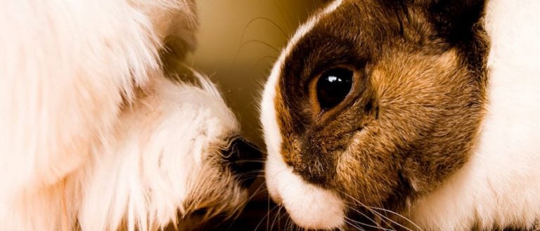 Cuentos con moraleja: El perro y el conejo