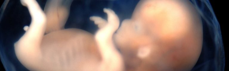 Cuarenta años contra la vida: del aborto a la eutanasia (1978-2018)