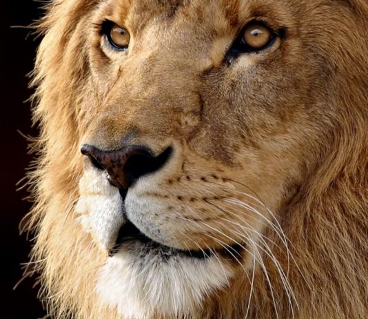Cuentos con moralela: «El poder curativo del bigote de león