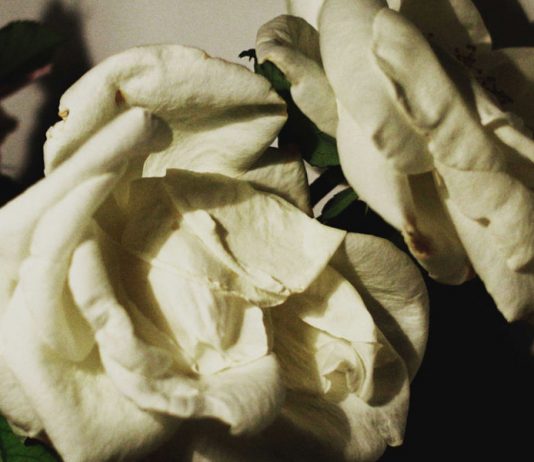 La primavera conciliar que marchitó la virginidad y la pureza