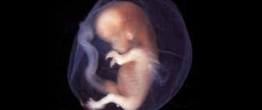 El Salvador: rechazadas por la gente las medidas pro-aborto