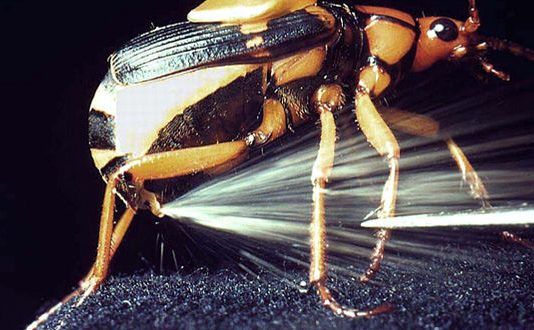 El escarabajo bombardero (o la refutación de la teoría de la evolución)