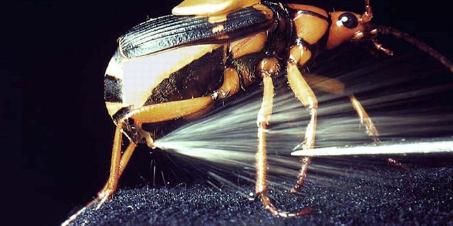 El escarabajo bombardero (o la refutación de la teoría de la evolución)