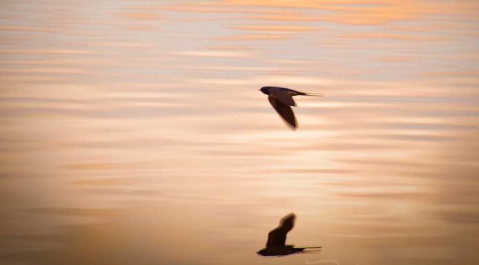 Cuentos con moraleja: «La última golondrina»