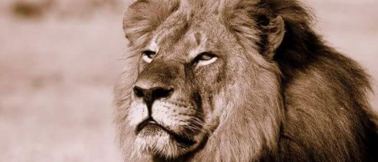 El león Cecil; ¿y por qué no el humano Jivan?