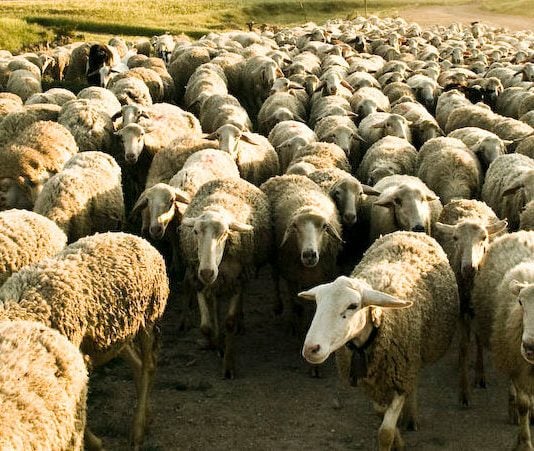 Como ovejas sin pastor