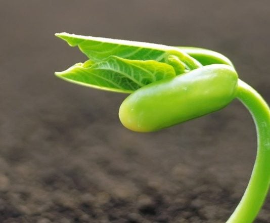 De la semilla plantada por Dios en los corazones