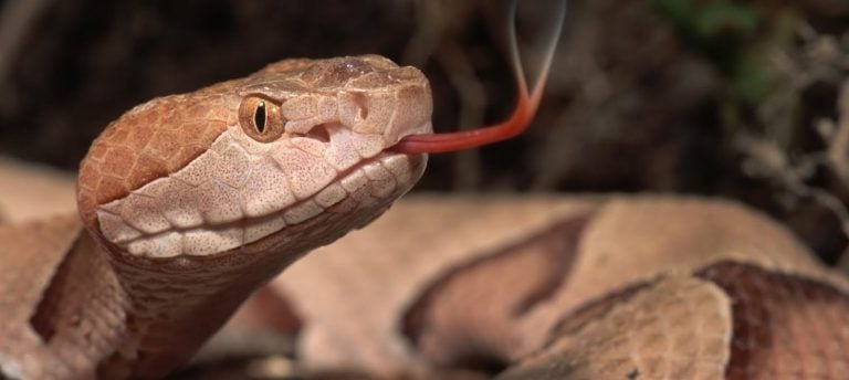 La serpiente y Bergoglio