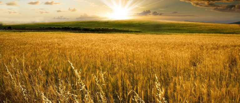 El Trigo y la Cizaña, un Curso del Centro Pieper Argentino sobre el Sentido de la Historia