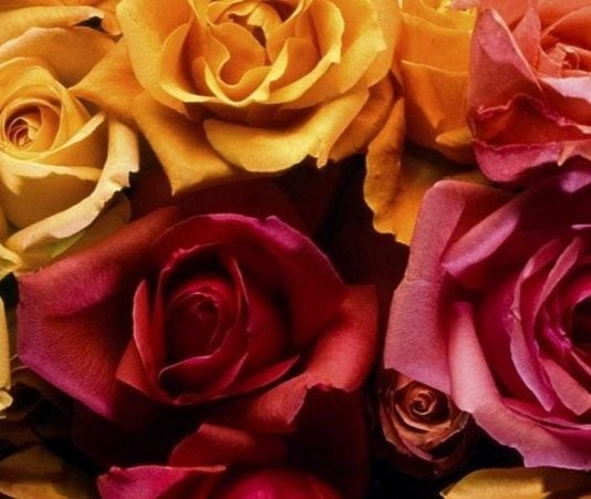 Cuentos con moraleja: “Como una bella flor”