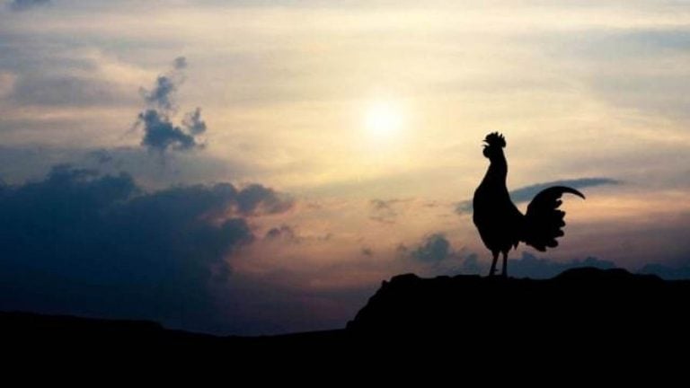 Donde el gallo canta