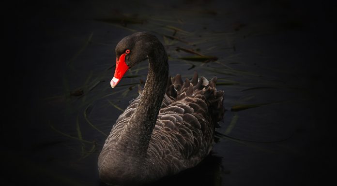 Coronavirus: ¿el cisne negro de 2020?